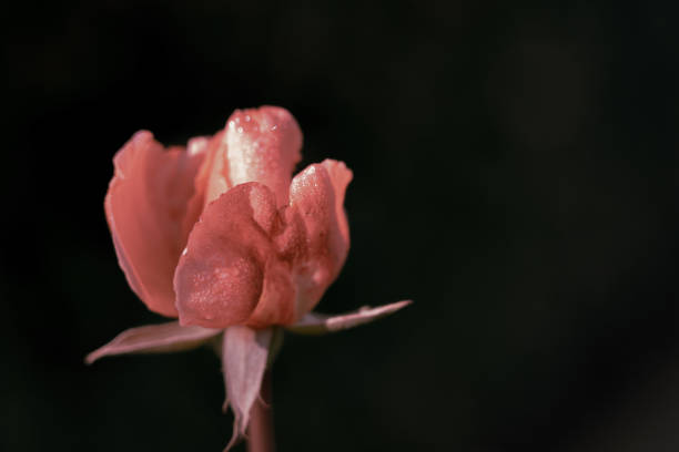 istock Rose on Vintage style; nature background 1321401845