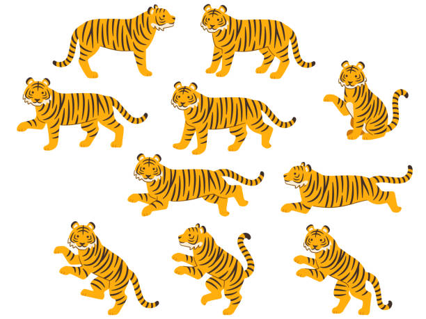 ilustrações de stock, clip art, desenhos animados e ícones de illustration set of tigers in various poses - undomesticated cat white background pattern isolated