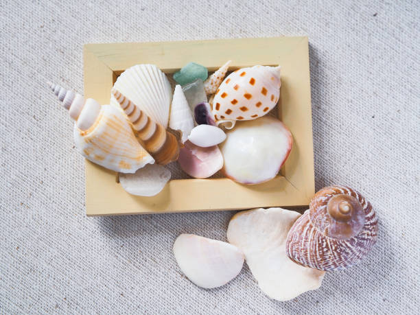 istock Seashells and wooden crates 1321405090