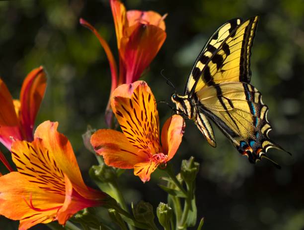 istock Anise Swallowtail (Papilio zelicaon) butterfly on flower petal 1321406645