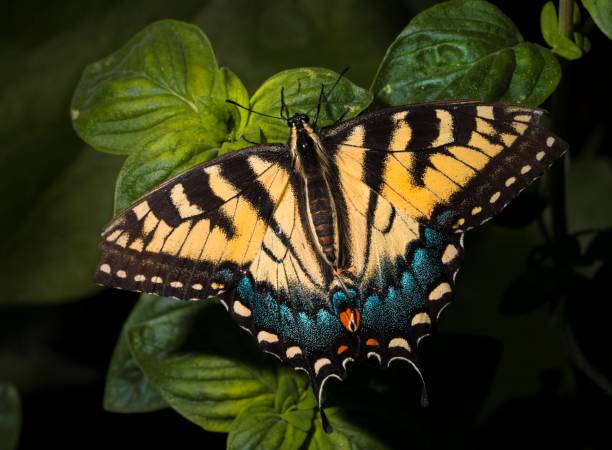 istock Anise Swallowtail (Papilio zelicaon) butterfly top view with wings open 1321406675