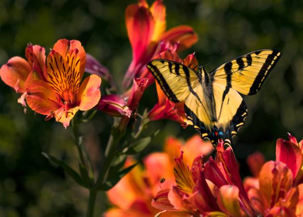 Anise Swallowtail (Papilio zelicaon) yellow butterfly lands on flower