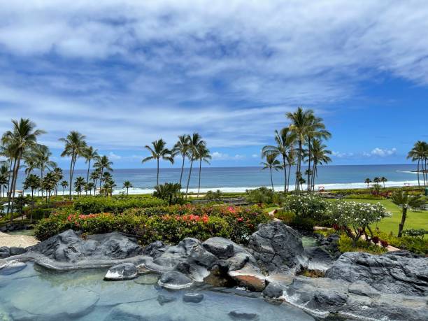 istock Coconut garden on the beach 1321406704
