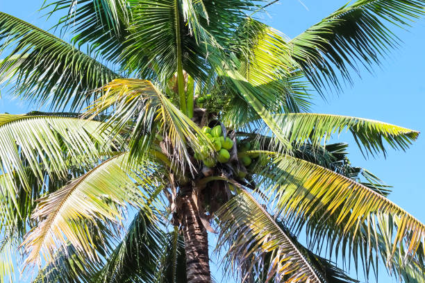 istock Green coconut hanging tree on bright blue sky background 1321407698