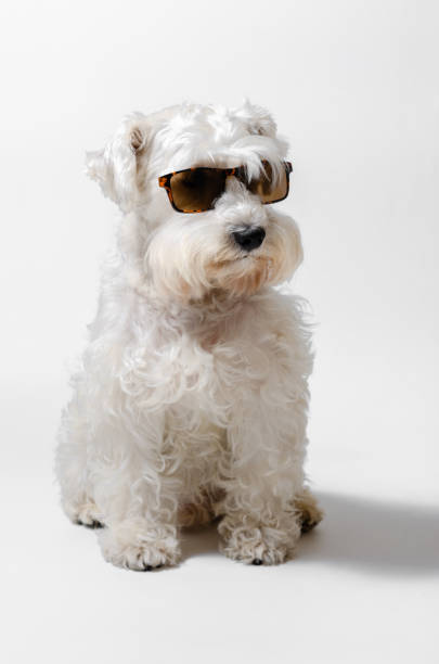 istock fashion dog 1321407861