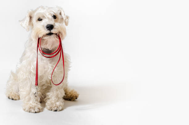 Dog Walker Dog waiting for the ride. Miniature White Schnauzer, with a collar over his mouth asking to go for a walk. cheesy grin photos stock pictures, royalty-free photos & images