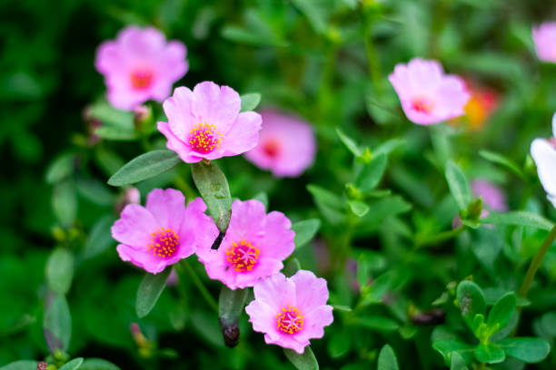istock Beautiful Common Purslane flowers 1321408439