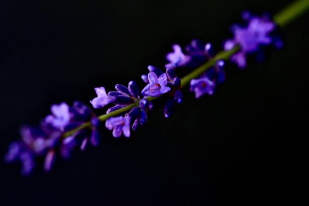 istock Close up of Lavender glowers 1321409445
