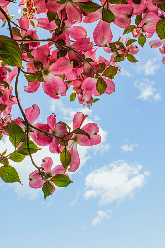 Looking up through the pink dogwood blossoms to the blue spring sky