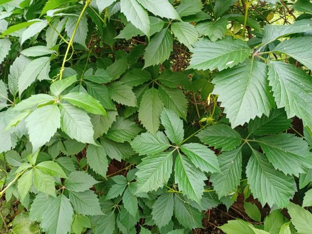 istock Green leaves close up. Barrier from decorative bushes. 1321410275