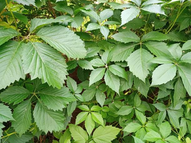 istock Green leaves close up. Barrier from decorative bushes. 1321410316