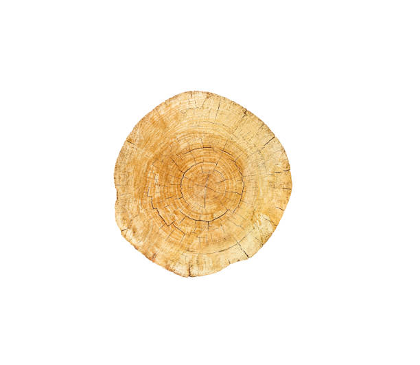 istock Wood cross section rings with  line cracked patterns of tree trunk isolated on white background 1321410317