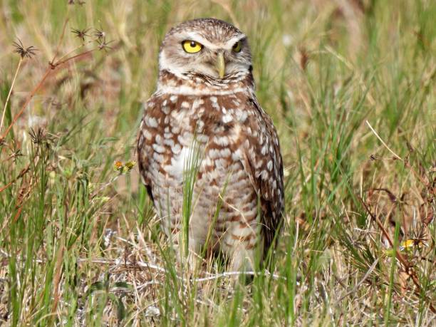 istock Burrowing Owl (Athene cunicularia) resting in the grass 1321410454