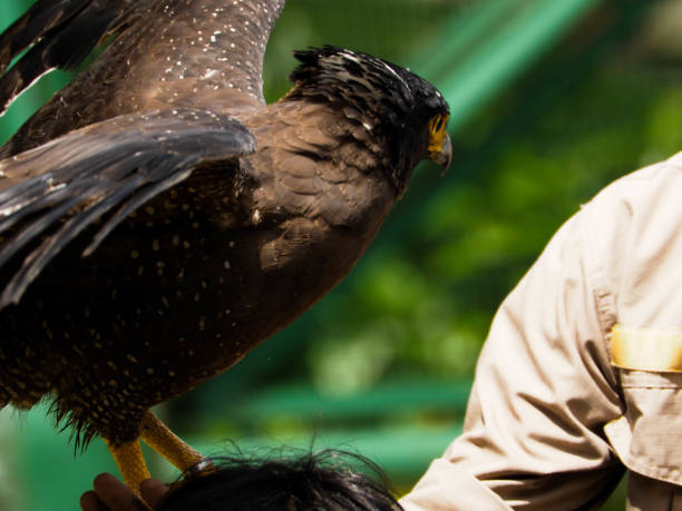 istock Picture of a Javanese Eagle / Elang Jawa (Nisaetus bartelsi) on a zoo 1321413929