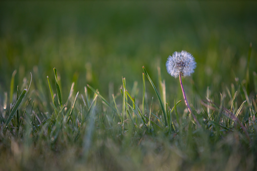 A lone dandelion seeds in a green lawn.