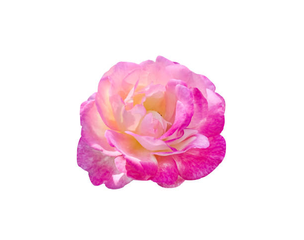 istock Close up light pink rose flower with sunshine isolated on white background , clipping path 1321417974