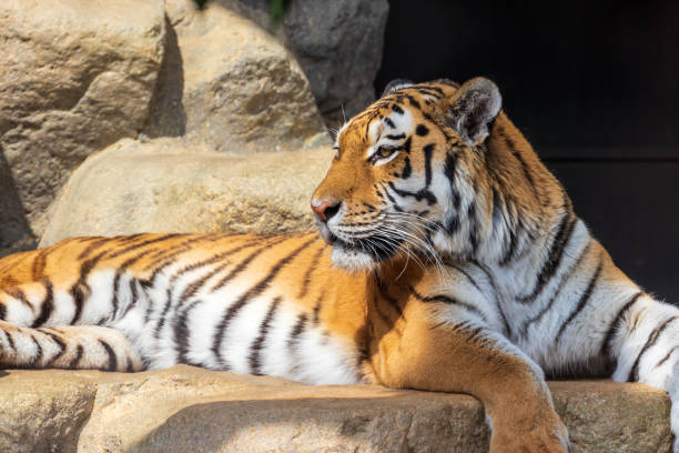 istock A tiger lying on a rock in the sunlight 1321420456