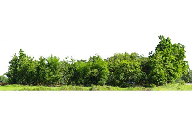 istock View of a High definition Treeline isolated on a white background, 1321420481