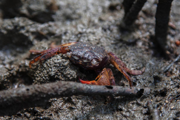 istock Purple crab on the rocks in the forest. 1321421278