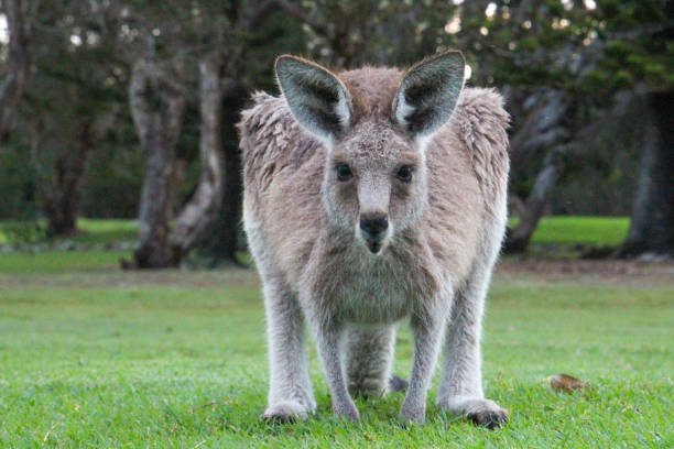 Kangaroo bending down looking right at the camera in the middle of a park Kangaroo looking at camera eastern gray kangaroo stock pictures, royalty-free photos & images
