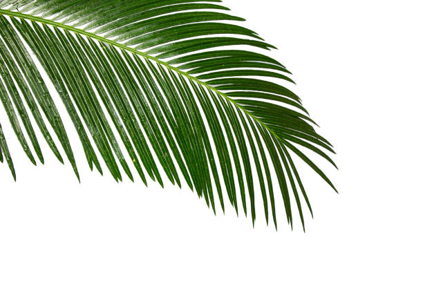 istock bottom view coconut branch and leaves on white background 1321421364