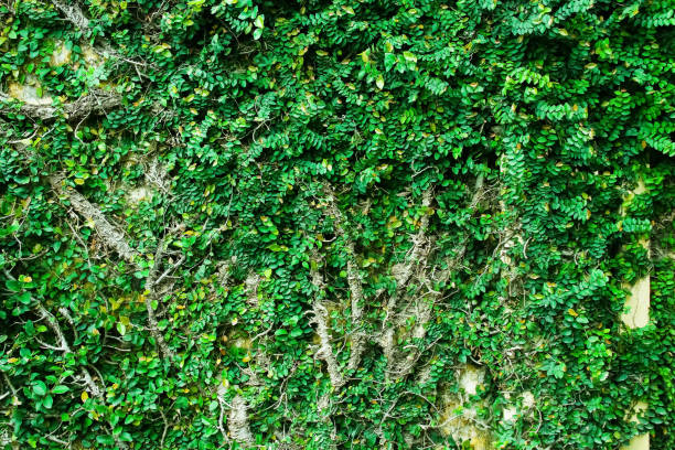 istock Small green plant branch growing on old concrete wall nature background 1321421421