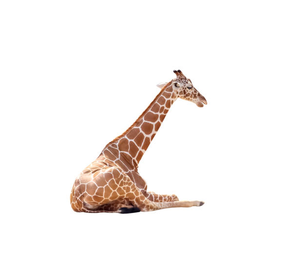 Baby giraffe sitting on the ground isolated on white background , clipping path