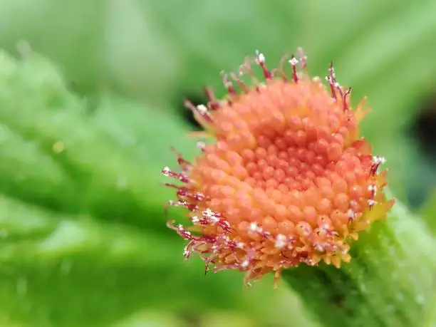 Close-up of Redflower regleaf flower in nature