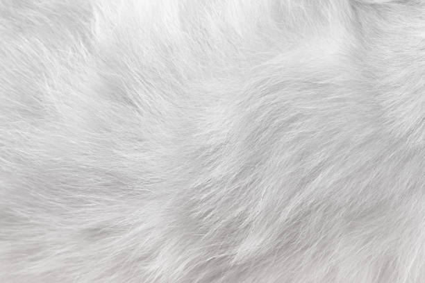 istock Fur cat light white texture sofr abstract abstract for background , Natural animal patterns skin 1321421715