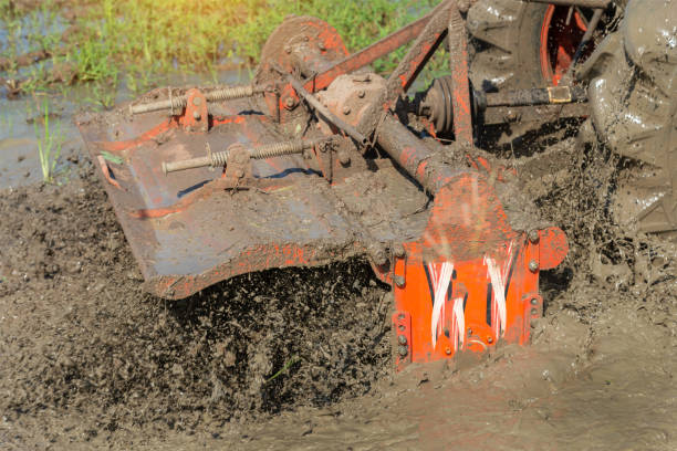 istock Agricultural rice field with tractor with nature background. 1321422403