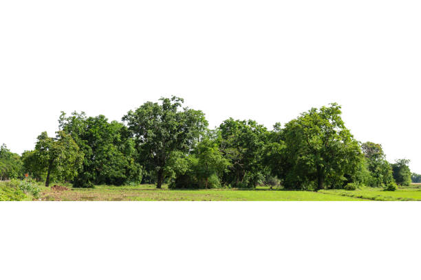 istock View of a High definition Treeline isolated on a white background, 1321422405