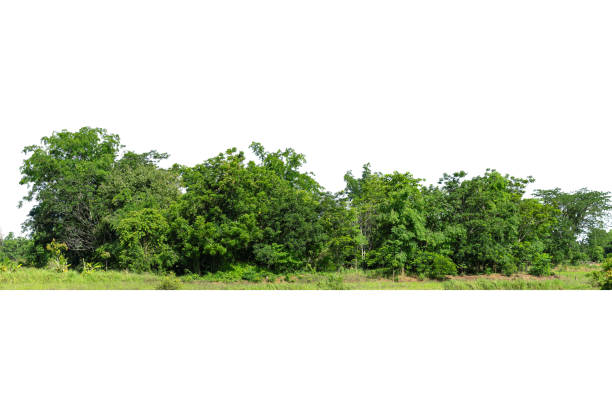istock View of a High definition Treeline isolated on a white background, 1321422409