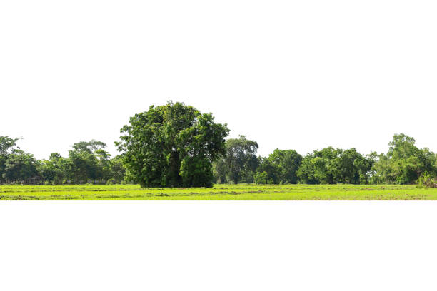istock View of a High definition Treeline isolated on a white background, 1321422411