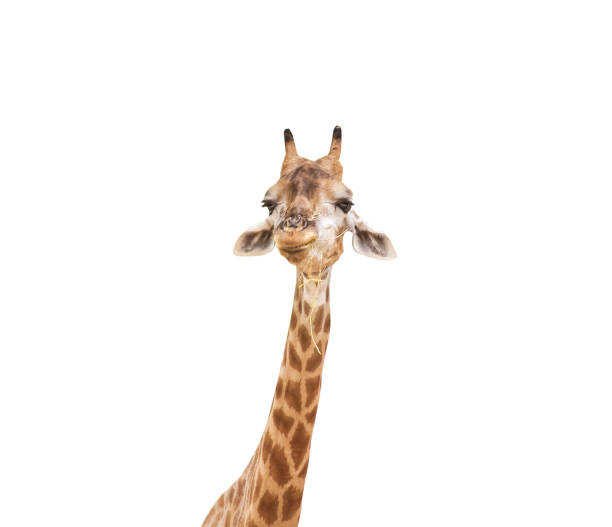 istock Baby giraffe with straw in mouth isolated on white background , clipping path 1321422427