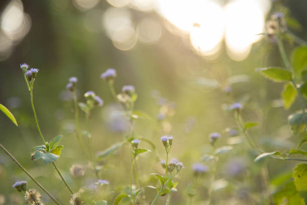 istock retro flowers background.Field wild flowers on blurred background 1321422428