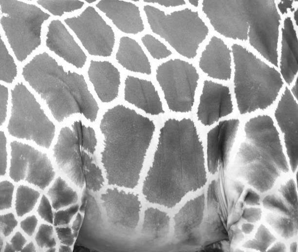 istock Giraffe skin body close up white gray seamless patterns for animal background 1321422714
