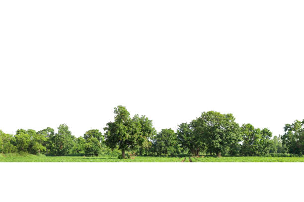istock View of a High definition Treeline isolated 1321424248