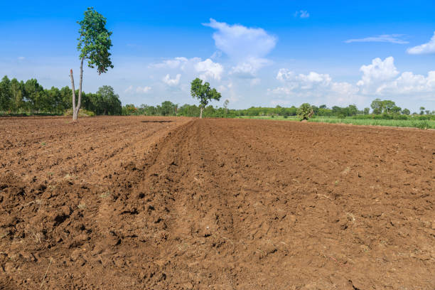 istock Prepare soil for sugarcane planting, 1321424250