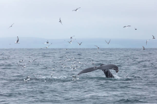 Humpback whale Humpback whale Husavik, Iceland iceland whale stock pictures, royalty-free photos & images