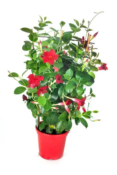 red Mandevilla in front of white background