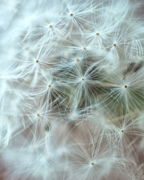 istock Dandelion close-up on a blurred background 1321427265