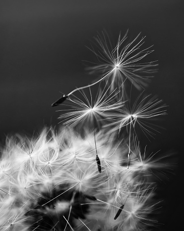 dandelion seed flying near a dandelion close-up. natural background
