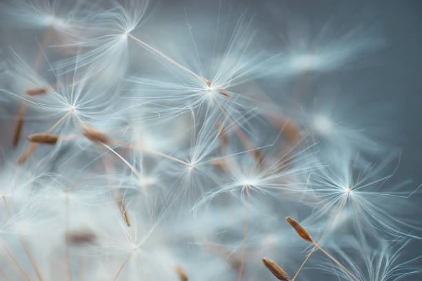 istock Dandelion seeds close-up abstract natural background 1321427293