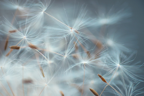 Dandelion seeds close-up abstract natural background