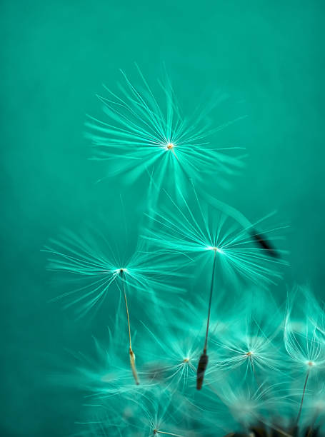 istock White airy dandelion seeds fly away from a dandelion on a turquoise background 1321427294