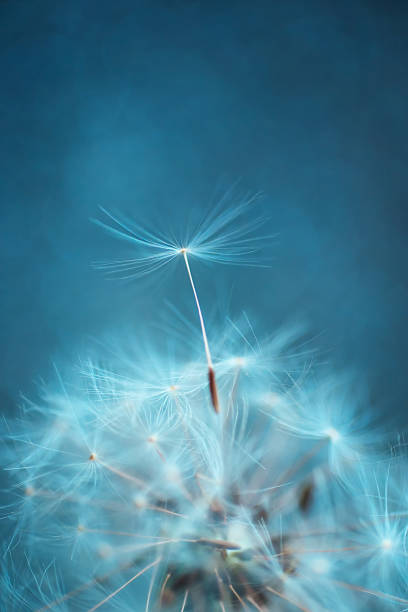istock dandelion seed flying near a dandelion close-up. natural background 1321427314
