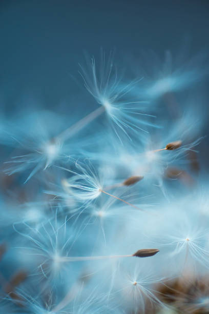 istock Dandelion seeds close-up abstract natural background 1321427324