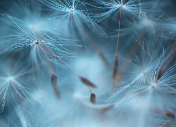istock Dandelion seeds close-up abstract natural background 1321427325