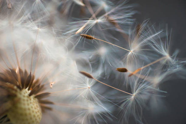 istock Dandelion close-up on a blurred background 1321427326