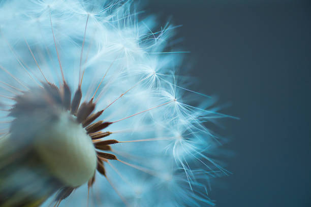 istock Dandelion close-up on a blurred background 1321427336